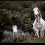 το αρχοντικό της βέτας στον όλυμπο! Holiday home
