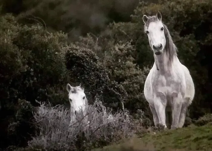 το αρχοντικό της βέτας στον όλυμπο! Ferienhaus